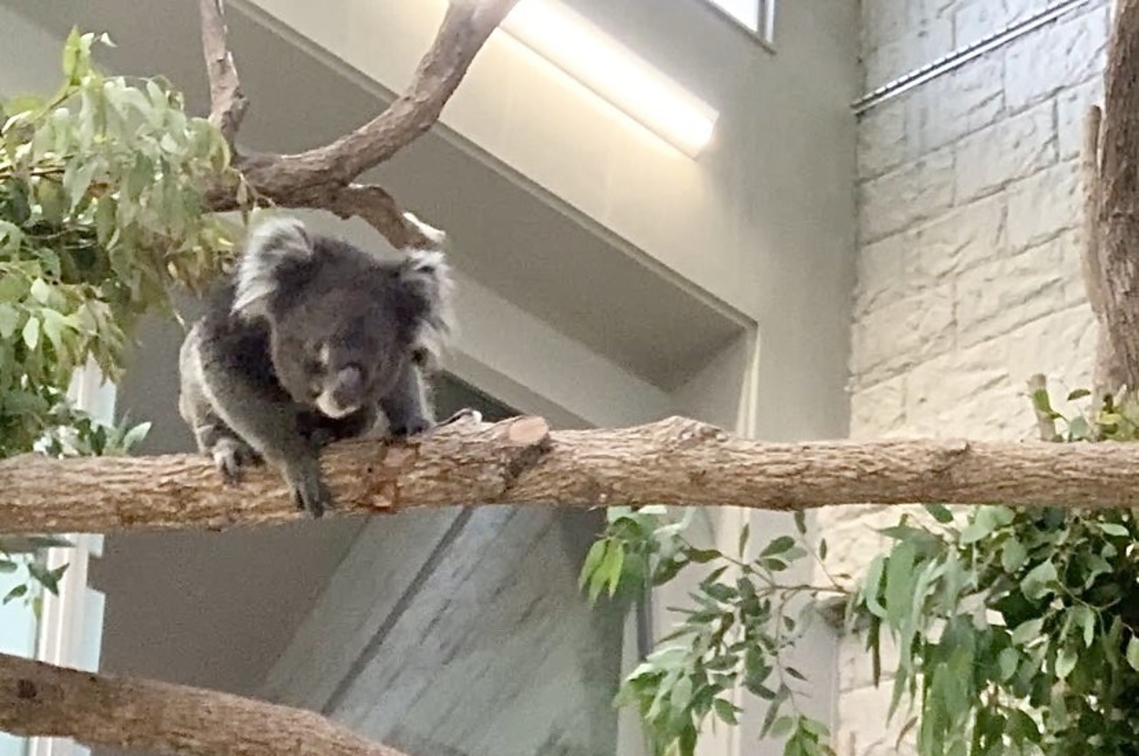 地面を見つめるだいちくん