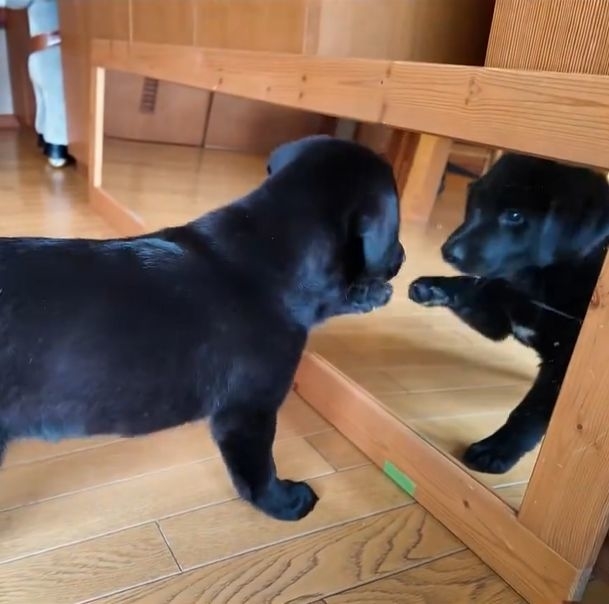 とりあえずつついてみたつきちゃん / 飼い主さんのXより