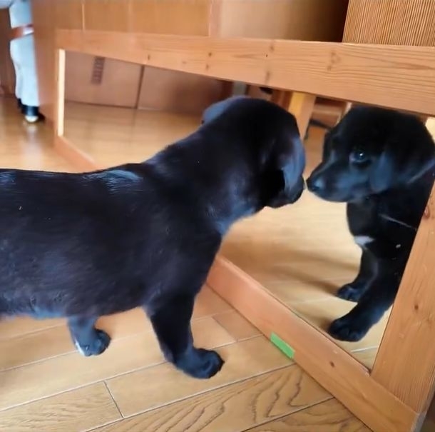 鏡を見て驚くつきちゃん / 飼い主さんのXより