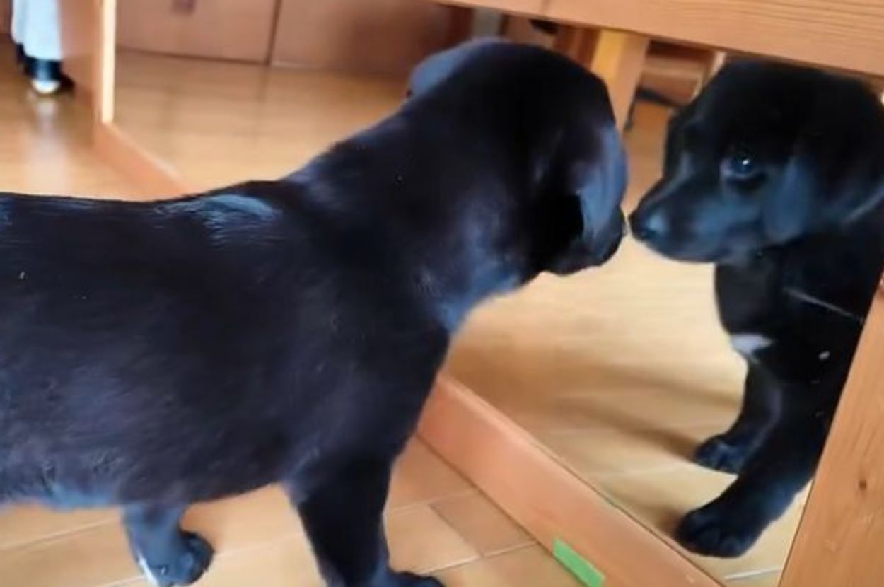 初めて鏡を見たつきちゃん / 飼い主さんのXより