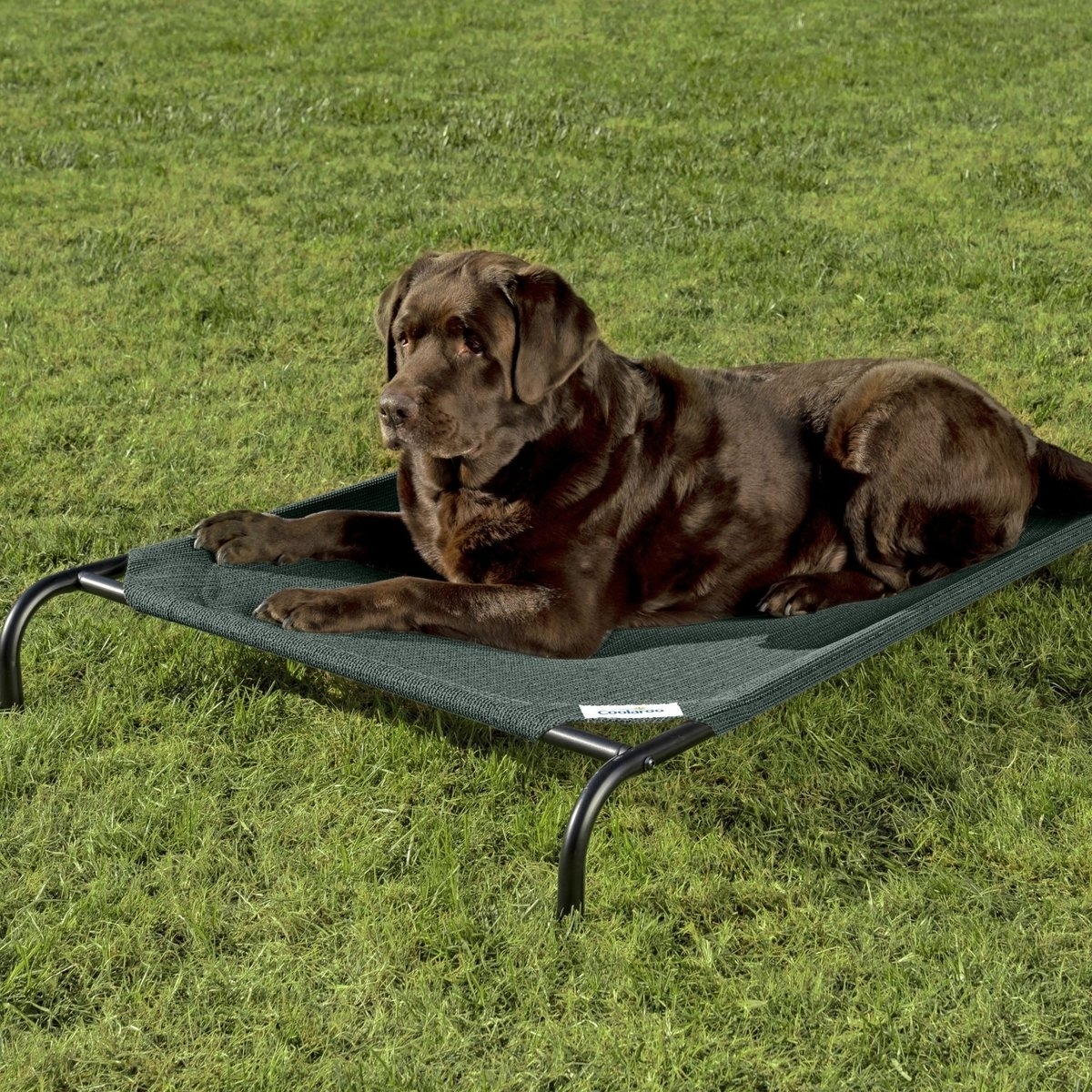 A large dog lies comfortably on an elevated pet bed placed on a grass lawn. The bed has a mesh surface and sturdy metal legs