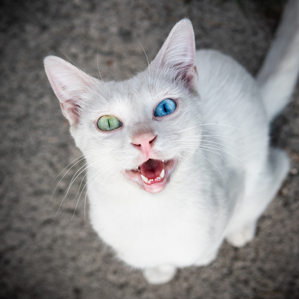 A close-up of a white cat with one green eye and one blue eye, mouth open as if meowing. The cat's unusual eye color makes it stand out