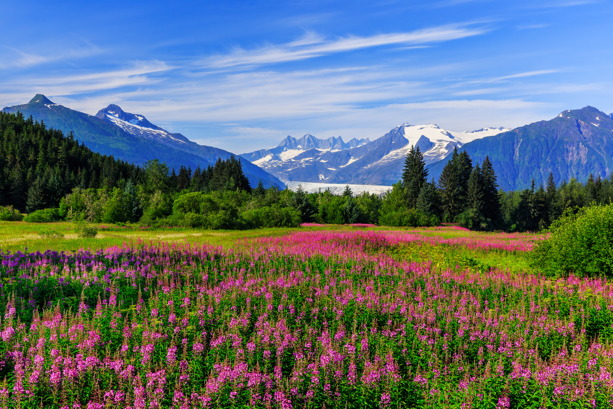 A scenic view of a meadow filled with purple flowers, with lush green trees and snow-capped mountains in the background under a clear blue sky