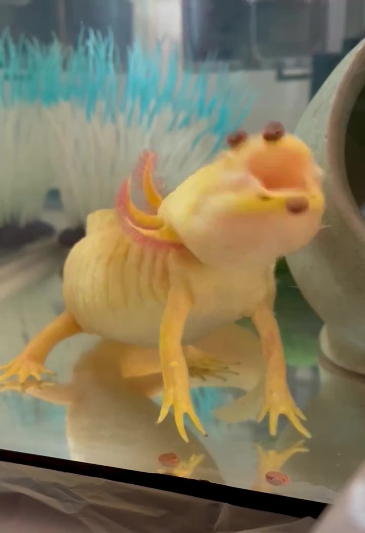 ご飯をぱくり!なフルフルくん