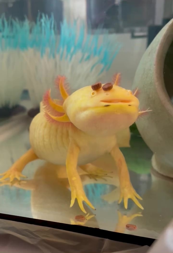 頭の上にさらにご飯が降り積もるフルフルくん