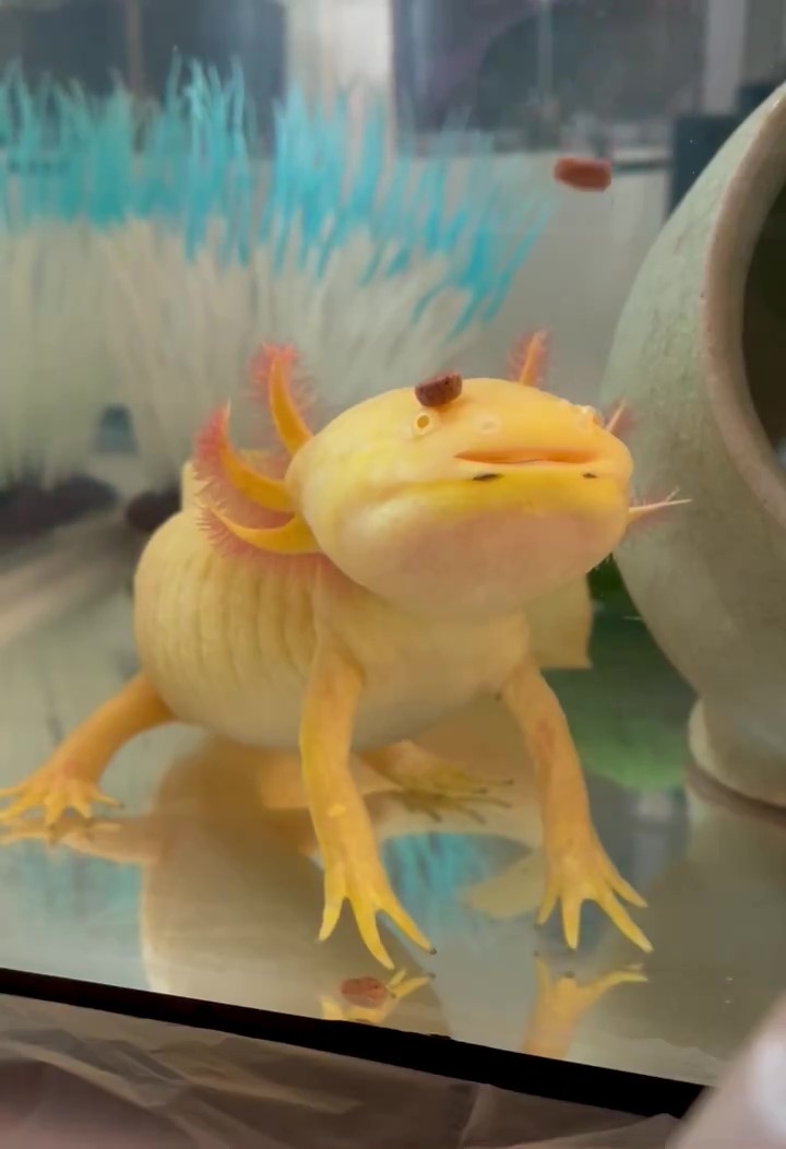 頭の上にご飯が降り積もるフルフルくん