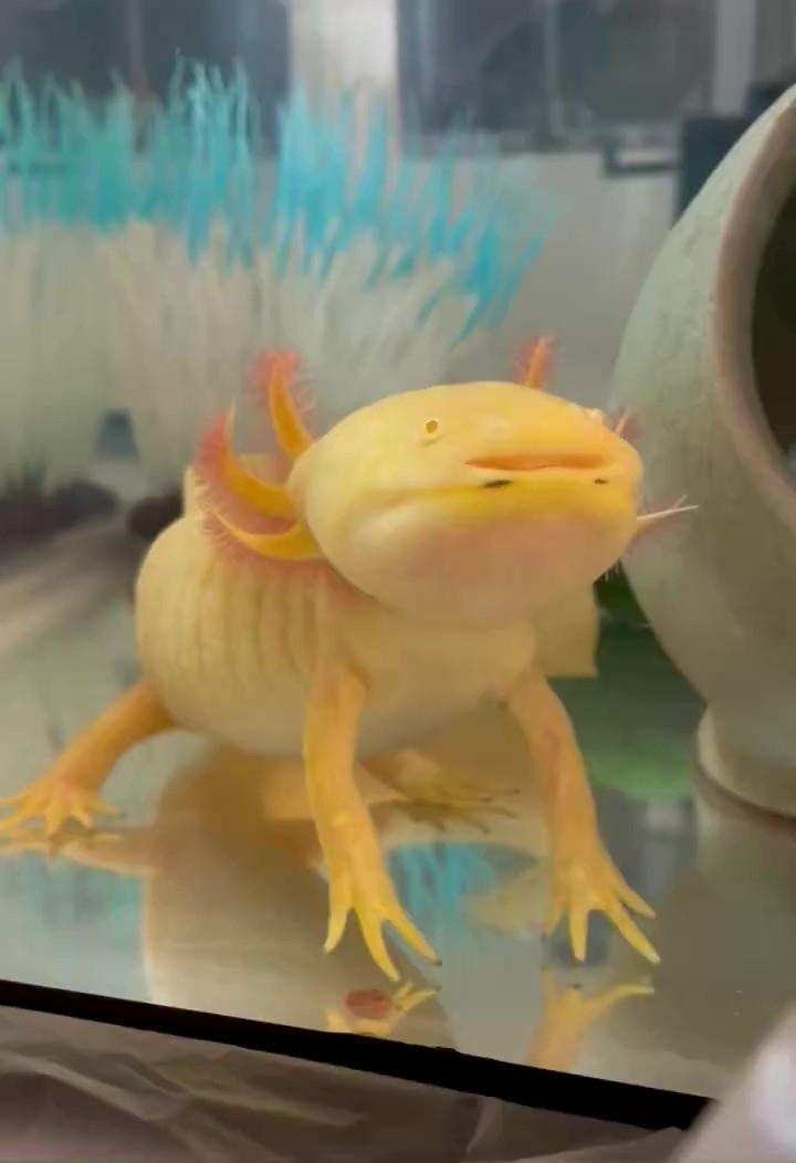 水槽の底にいるフルフルくん