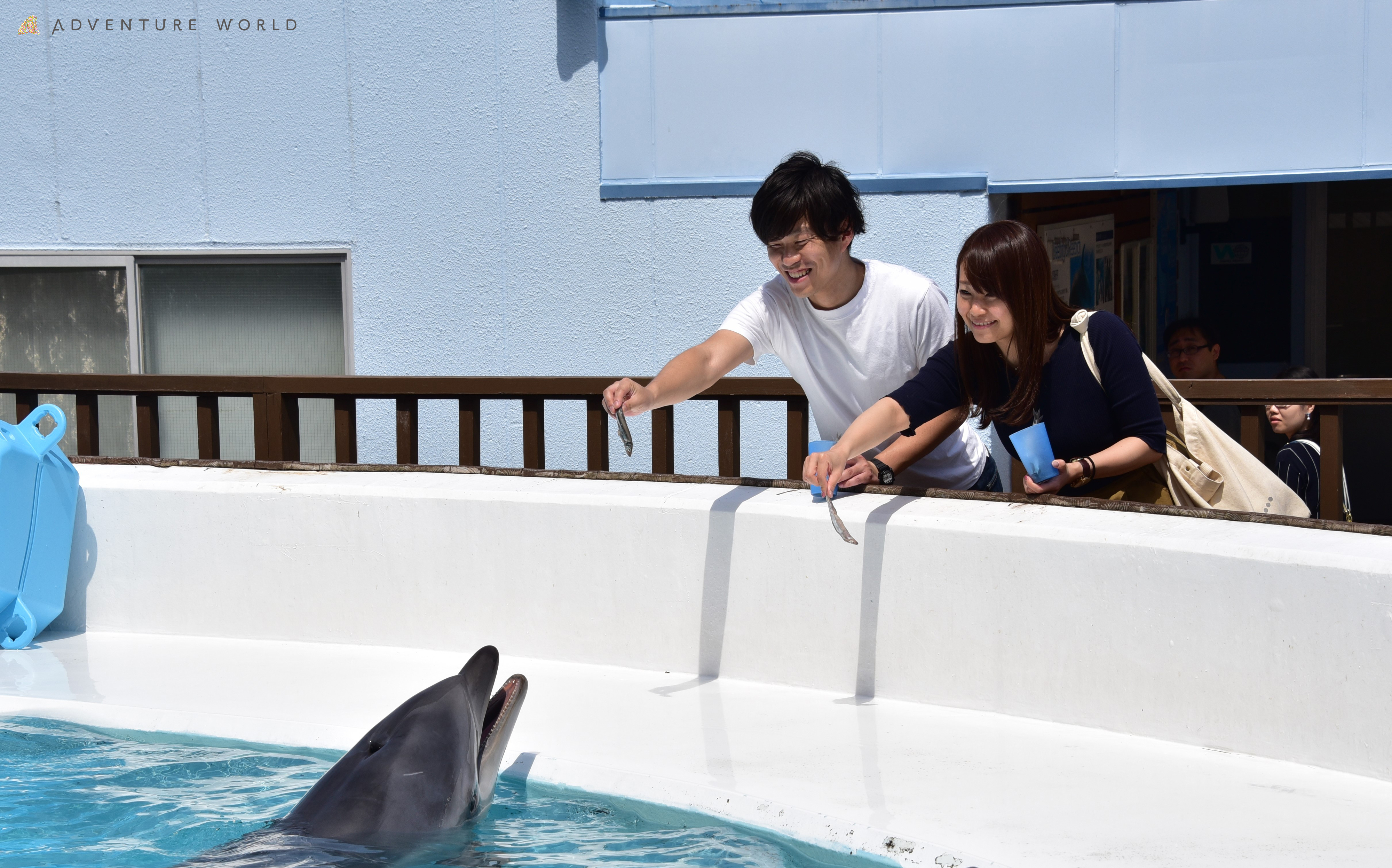 イルカおやつタイム / 画像提供アドベンチャーワールド