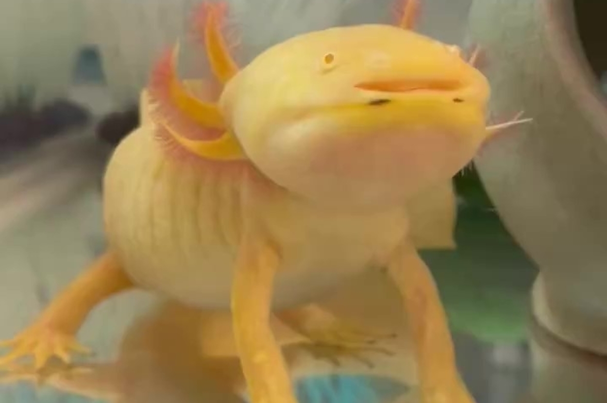 水槽の底にいるフルフルくん