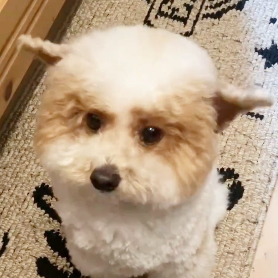 耳が開くトイプードルのハチミツくん