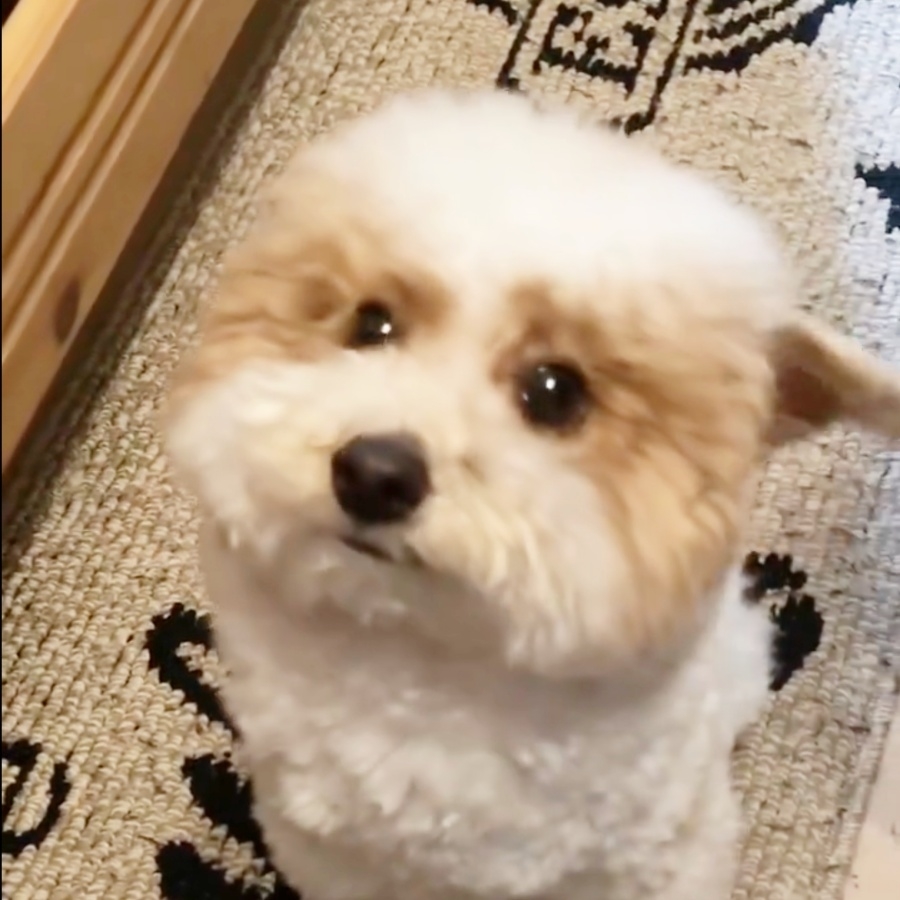 飼い主さんを見上げるトイプードルのハチミツくん