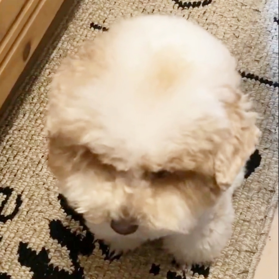 下を向いているトイプードルのハチミツくん