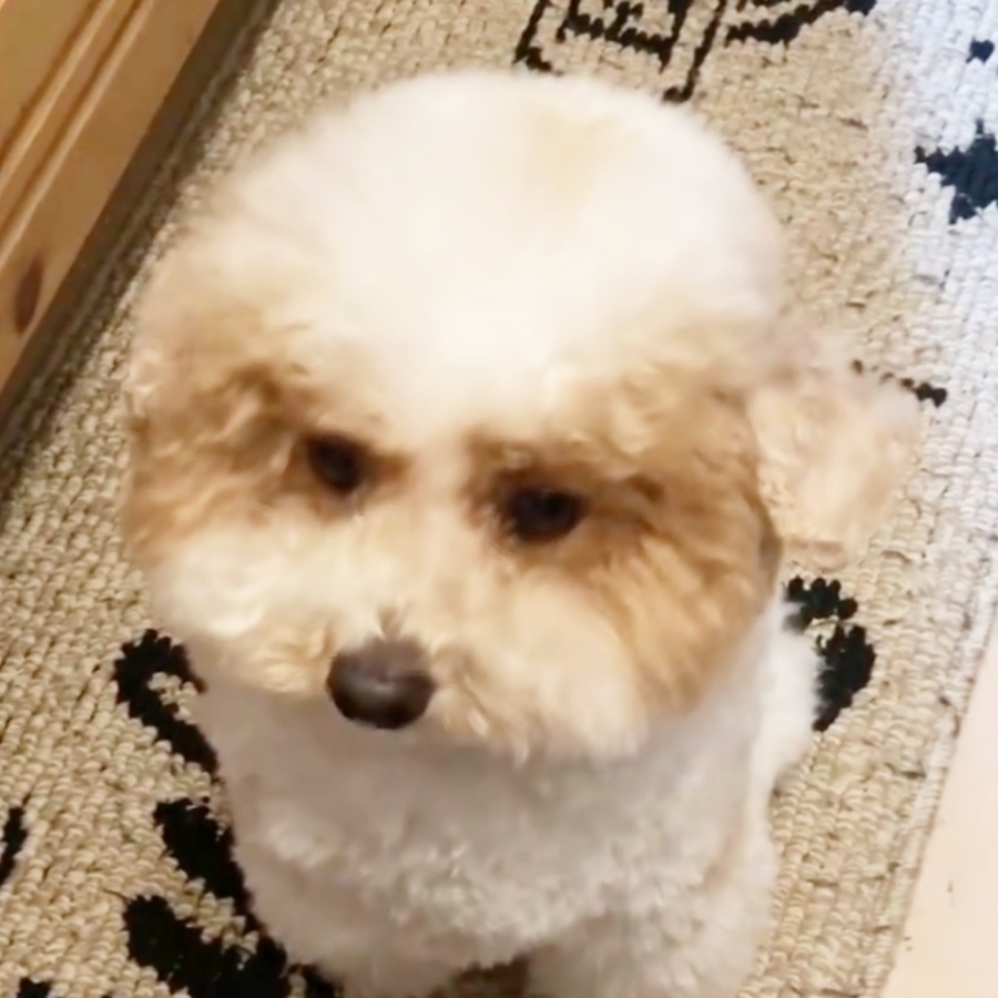 耳を閉じたトイプードルのハチミツくん