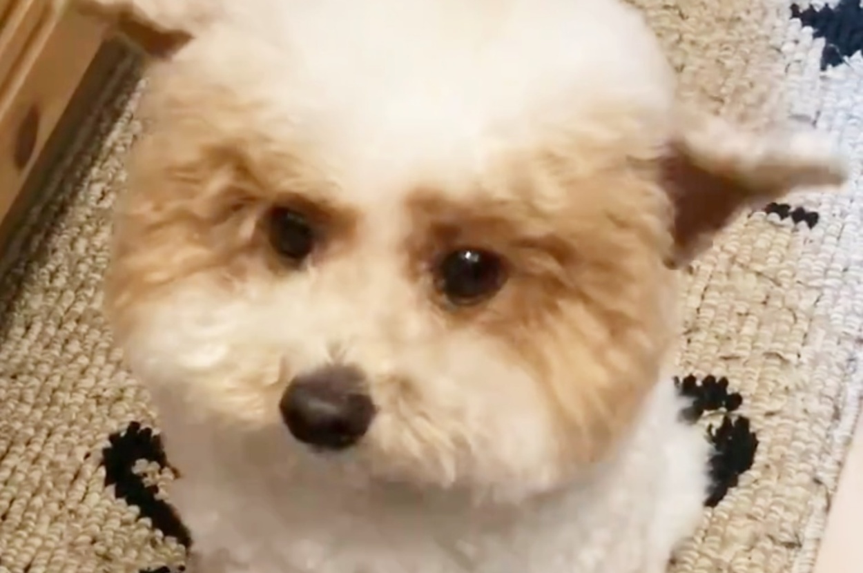 耳をピーンと上げるハチミツくん