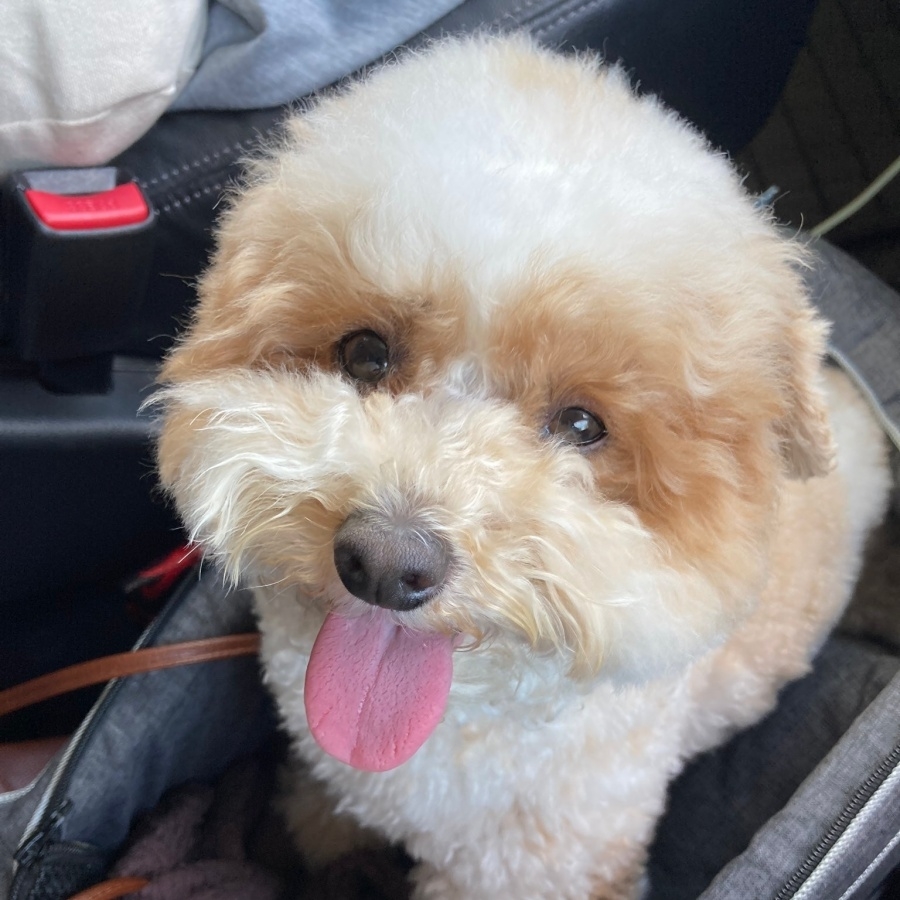 にっこり笑みを浮かべるトイプードルのハチミツくん