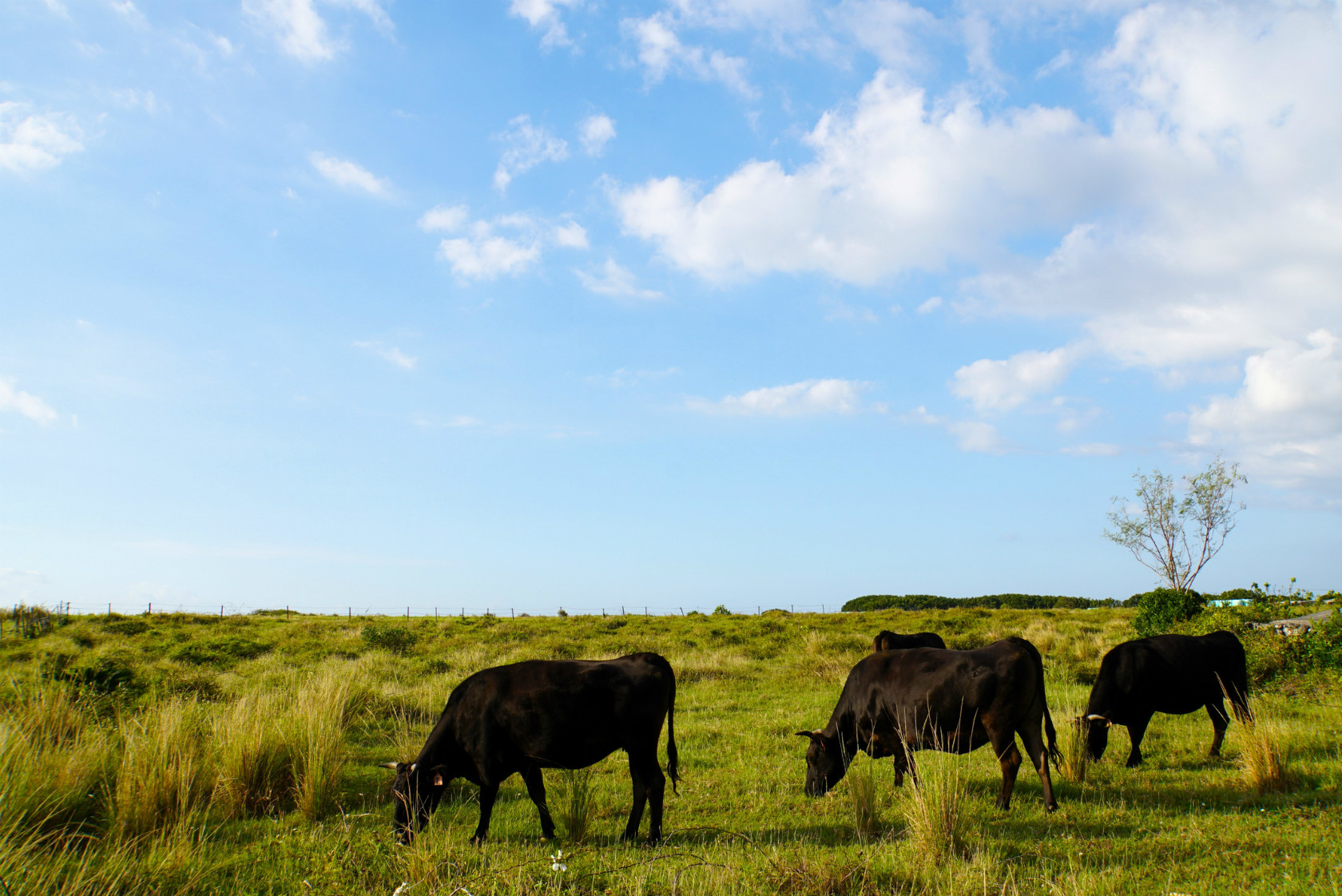 黒島で牧草を食べる牛の姿(Cyoshi / Getty Images)