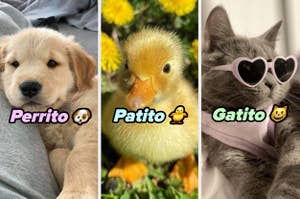 Tres imágenes separadas: un perrito de raza Golden Retriever, un patito frente a flores, y un gatito gris con gafas de sol en forma de corazón