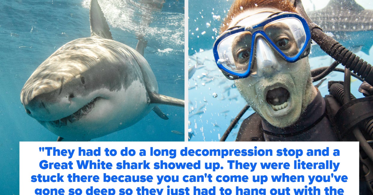 Los buceadores de tiburones comparten sus historias de buceo más locas