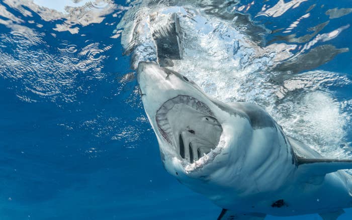 Great white shark breaching the water's surface with its mouth open, displaying rows of sharp teeth