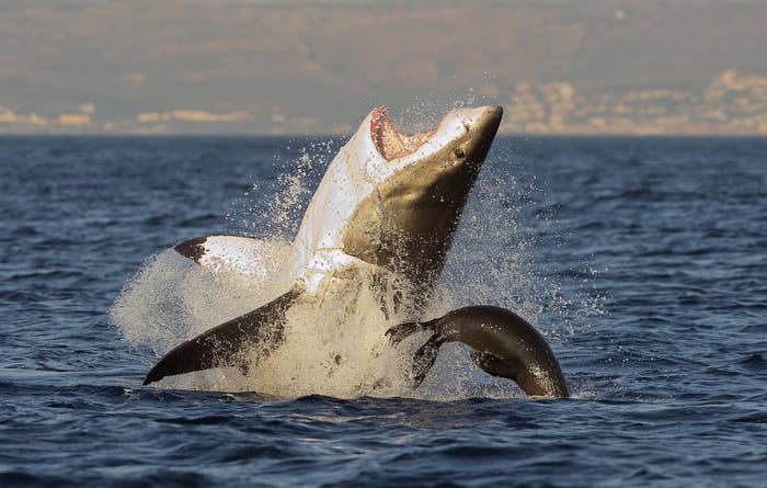 A great white shark breaches the water, mouth open wide, as a seal tries to escape