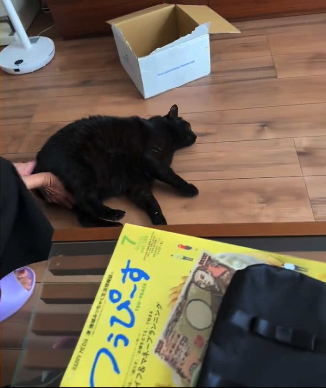黒い猫が床に横たわっています。手が猫を触れています。近くの机には雑誌やカバンがあります。