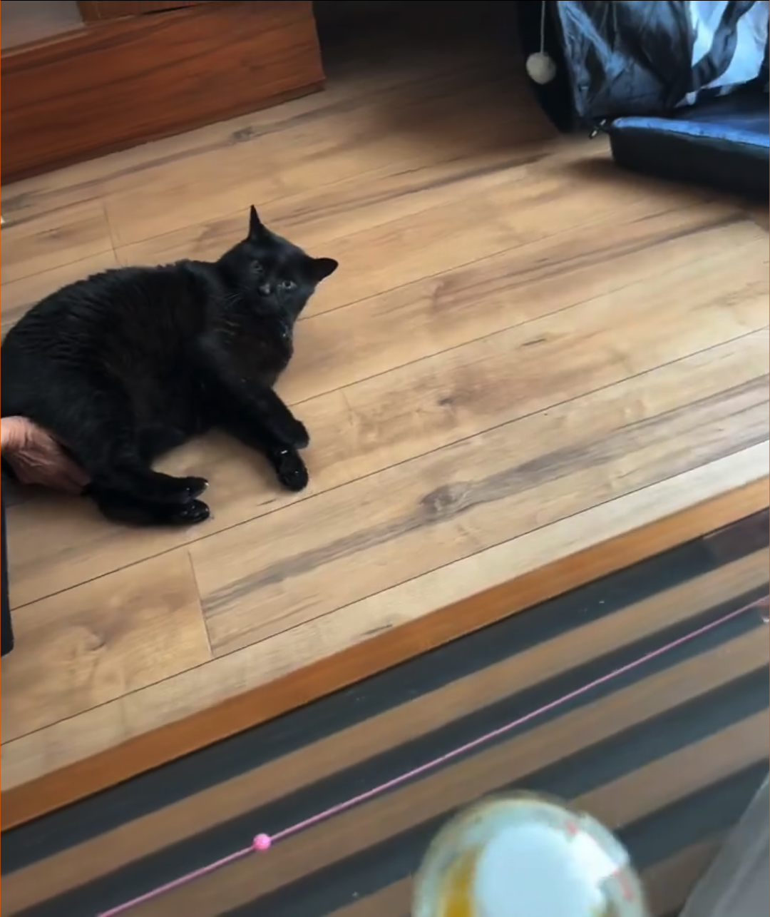 黒い猫が木製の床に横たわっている。手前には縞模様のテーブルが見える。
