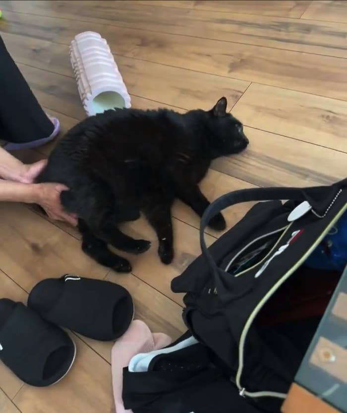 床の上でくつろぐ黒猫と、猫を触る人の手が見えます。猫の横にはスリッパと袋が置かれています。