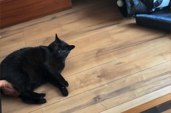 黒い猫が木製の床に横たわっている。手前には縞模様のテーブルが見える。