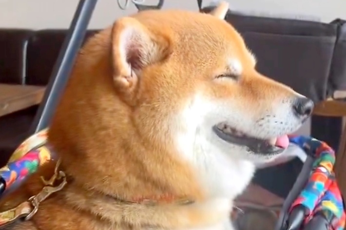 にこにこ笑顔の茶々麻呂之介くん