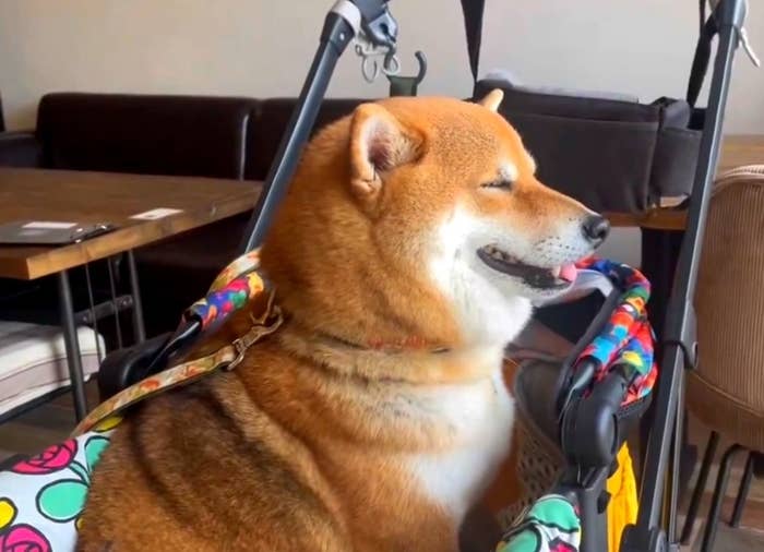 目を閉じてニコニコ笑みを浮かべる茶々麻呂之介くん