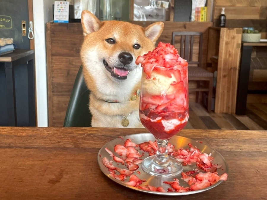 パフェを見つめる茶々麻呂之介くん