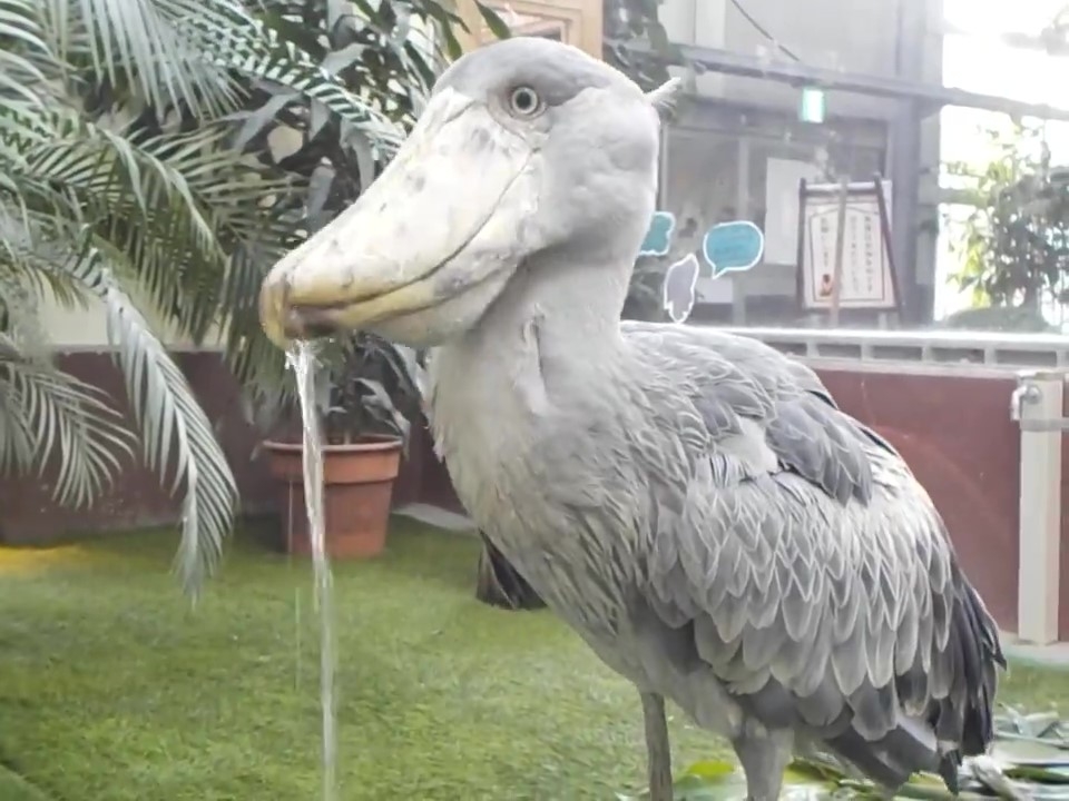 くちばしから水がこぼれているフドウくん