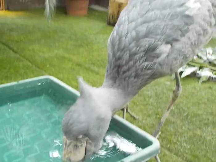 水を飲むハシビロコウのフドウくん