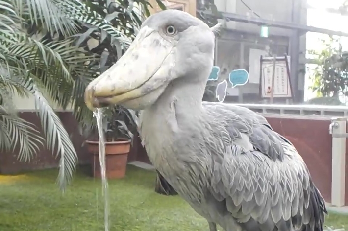 クチバシから水がこぼれているフドウくん