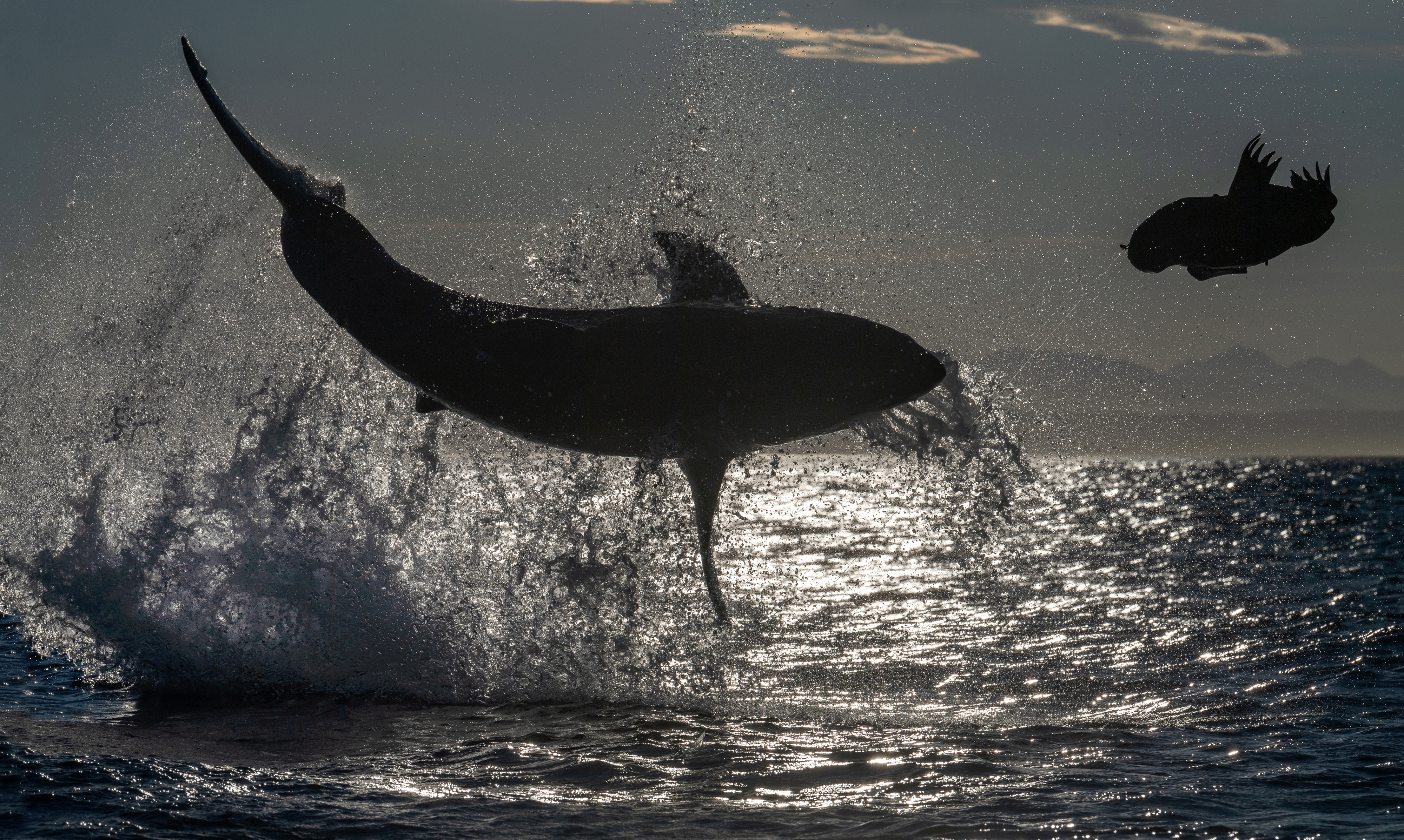 A whale breaches the water while a seabird flies nearby, both silhouetted against the setting sun and ocean waves