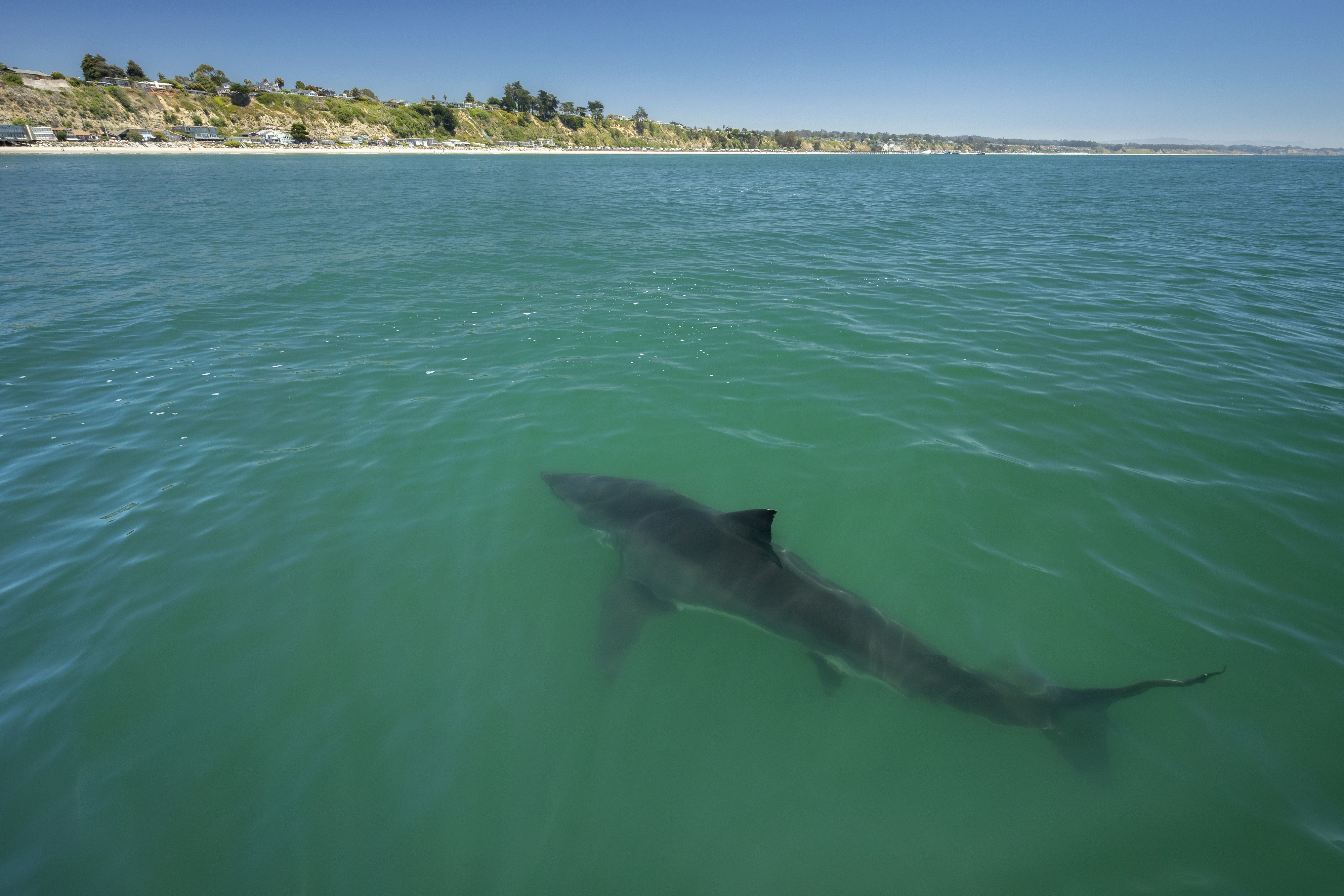 Dorsal view of a shark swimming near the surface in clear ocean water with a distant coastline and cliffside in the background