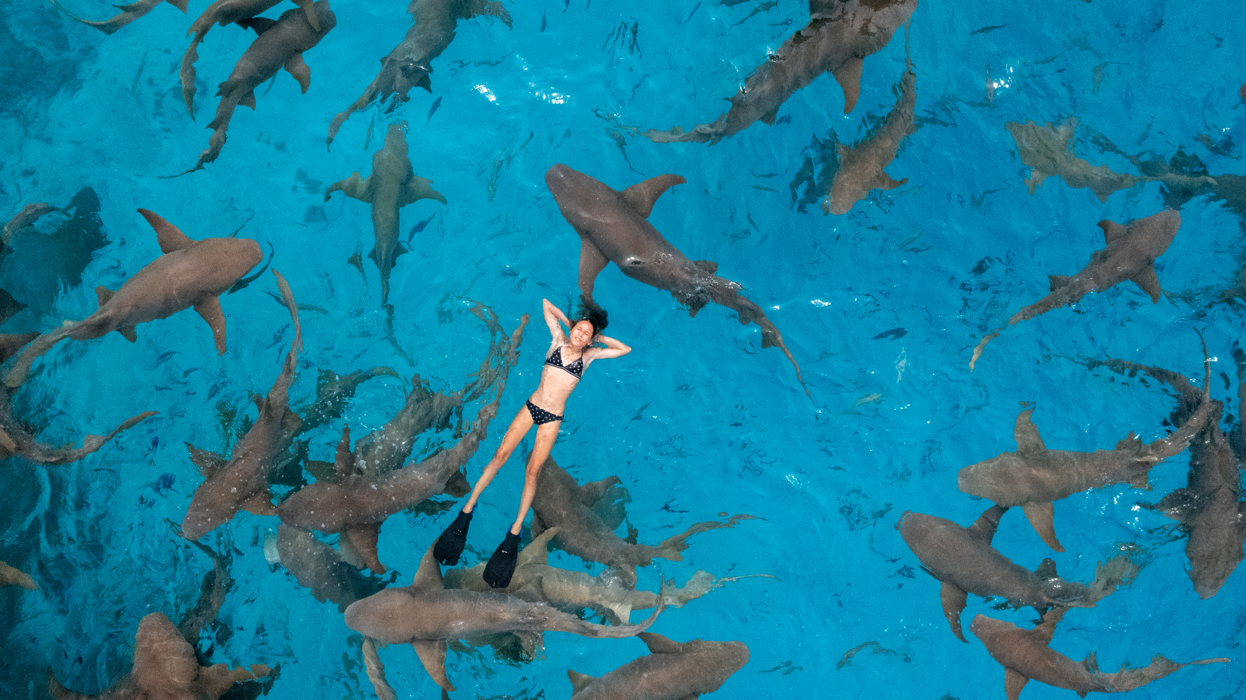 A person in a snorkel mask and fins floats calmly on their back in a clear pool surrounded by numerous large sharks