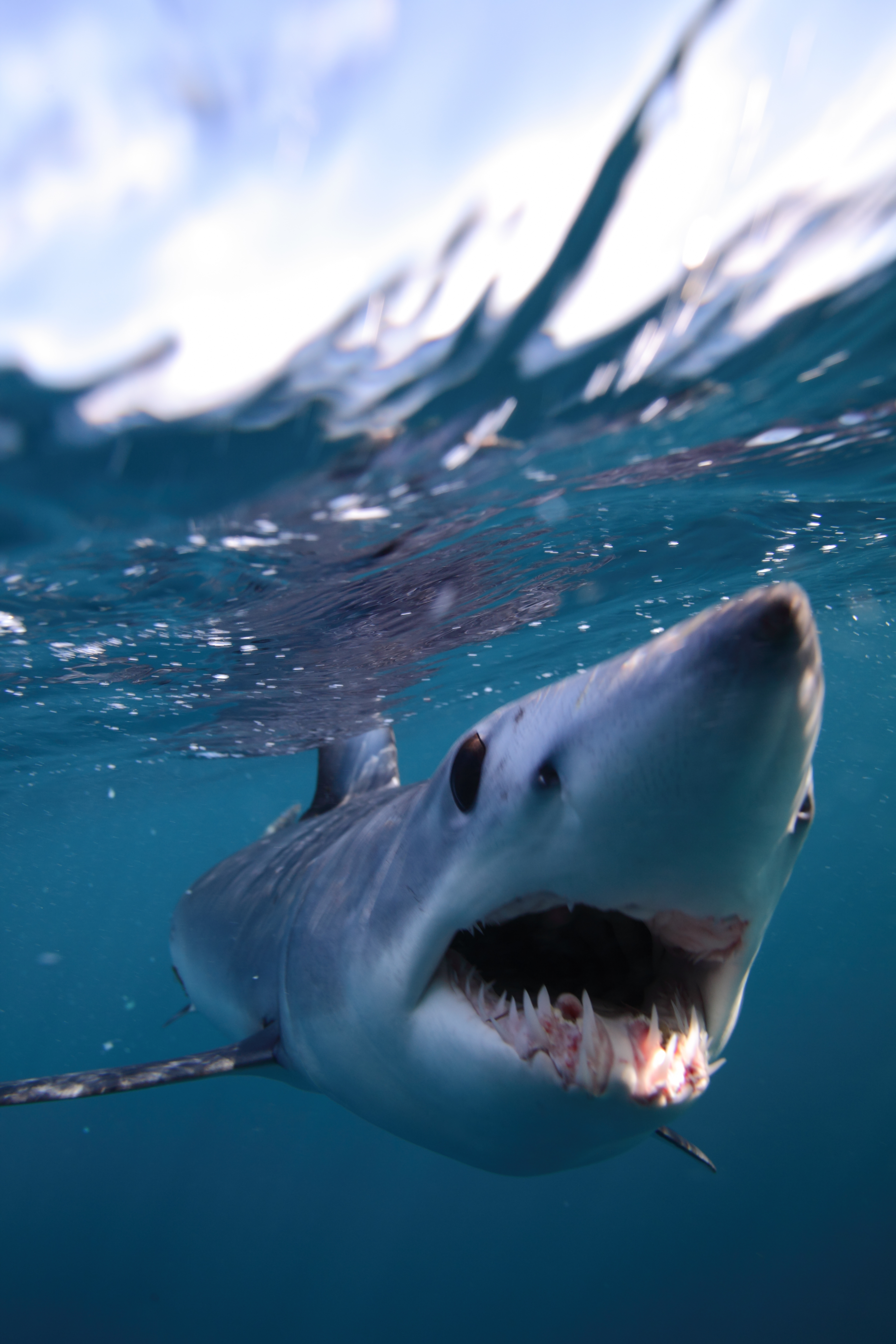 A close-up underwater image of a shark with its mouth open, showing sharp teeth