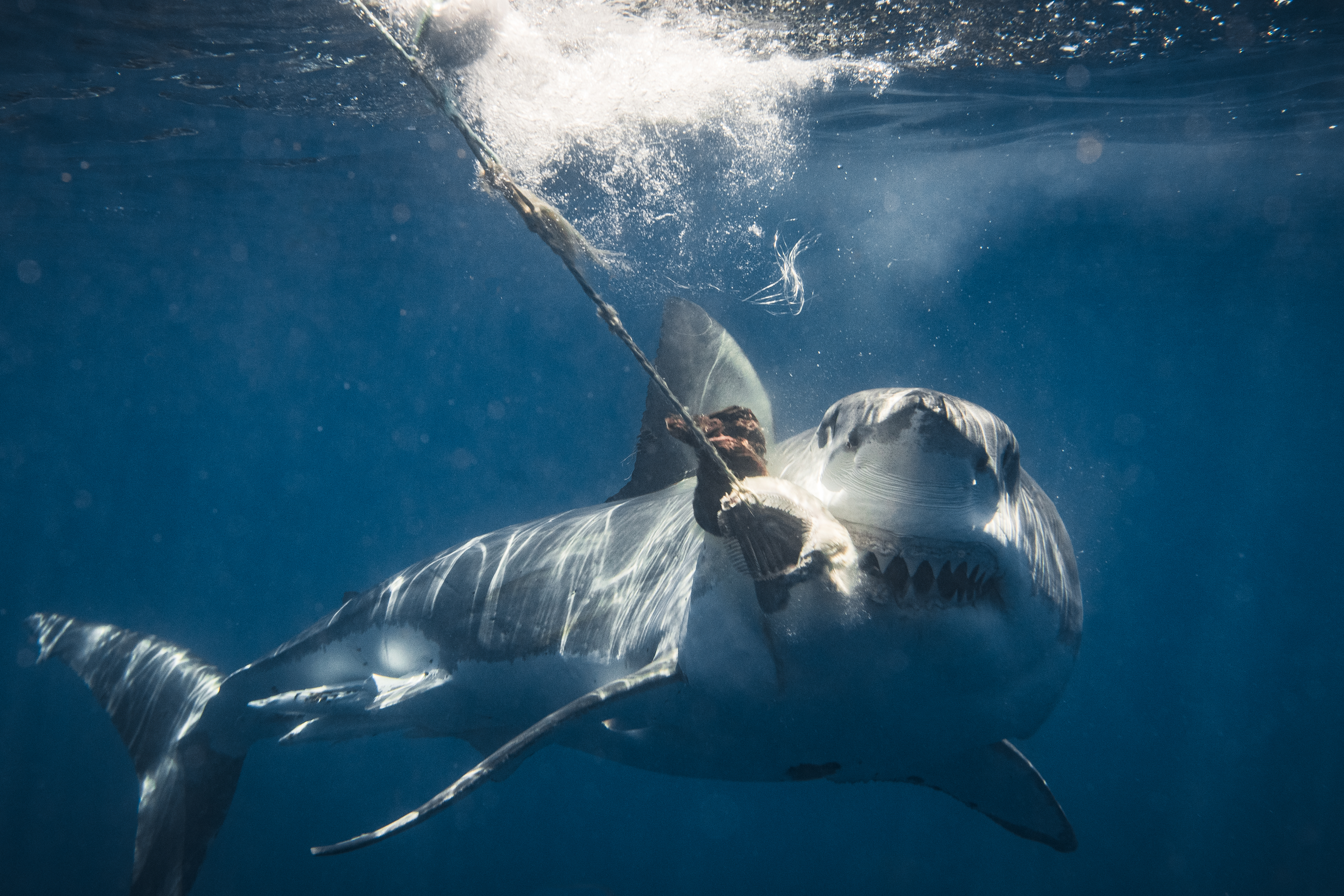 A shark is underwater biting onto a rope, creating a splash