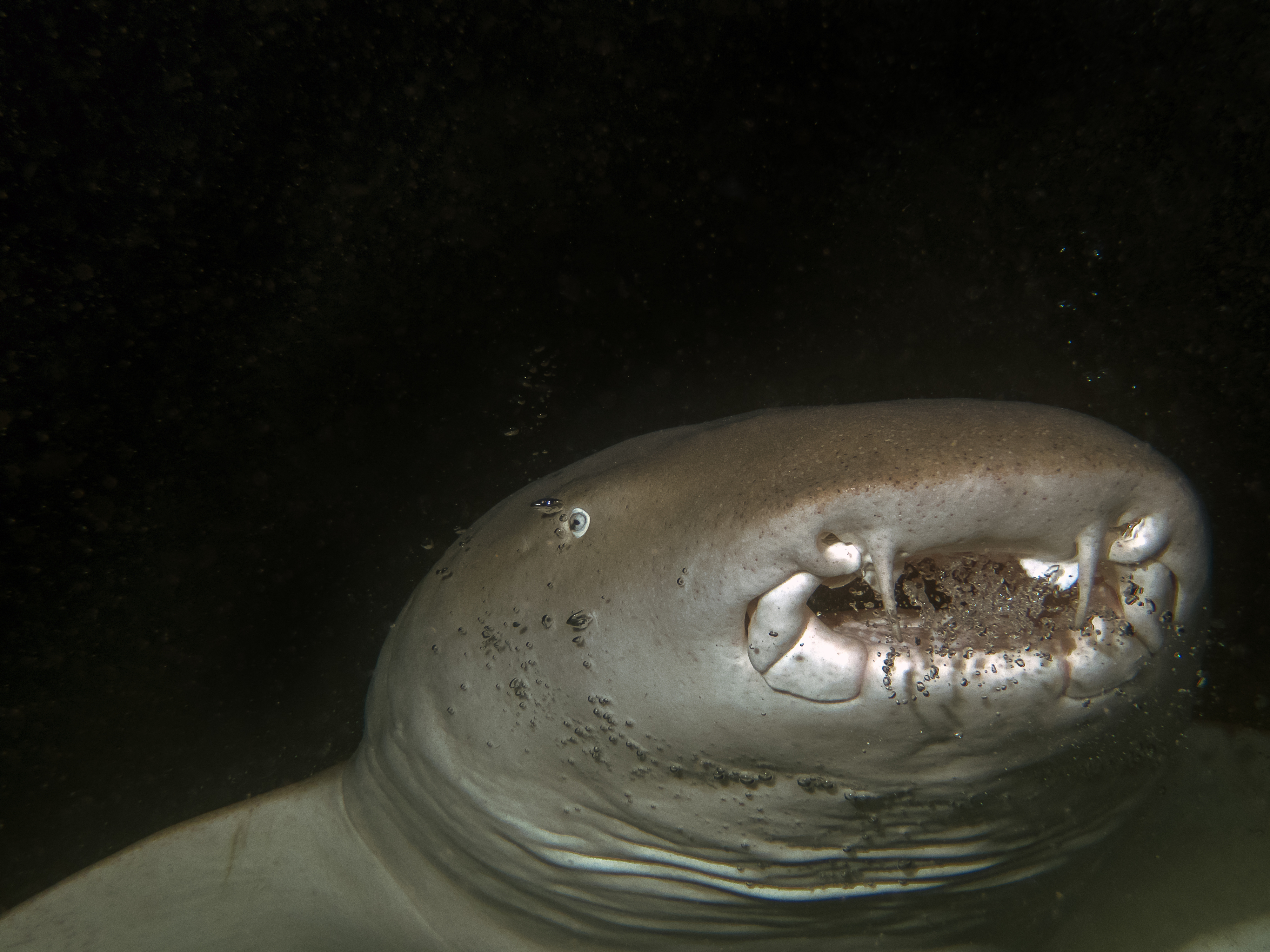 Close-up image of a nurse shark swimming in dark water