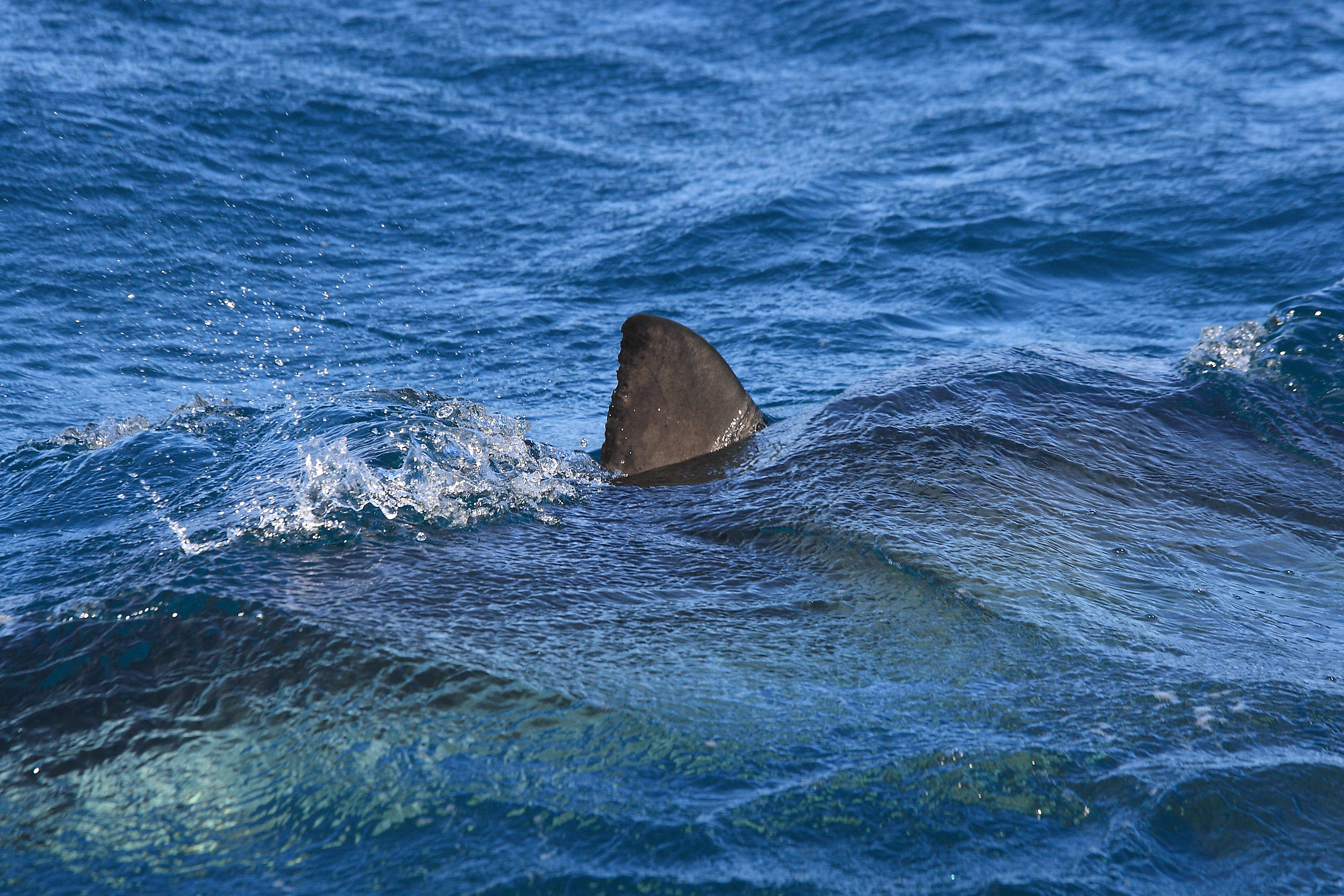 A shark fin partially emerges from the ocean's surface, creating a ripple in the water