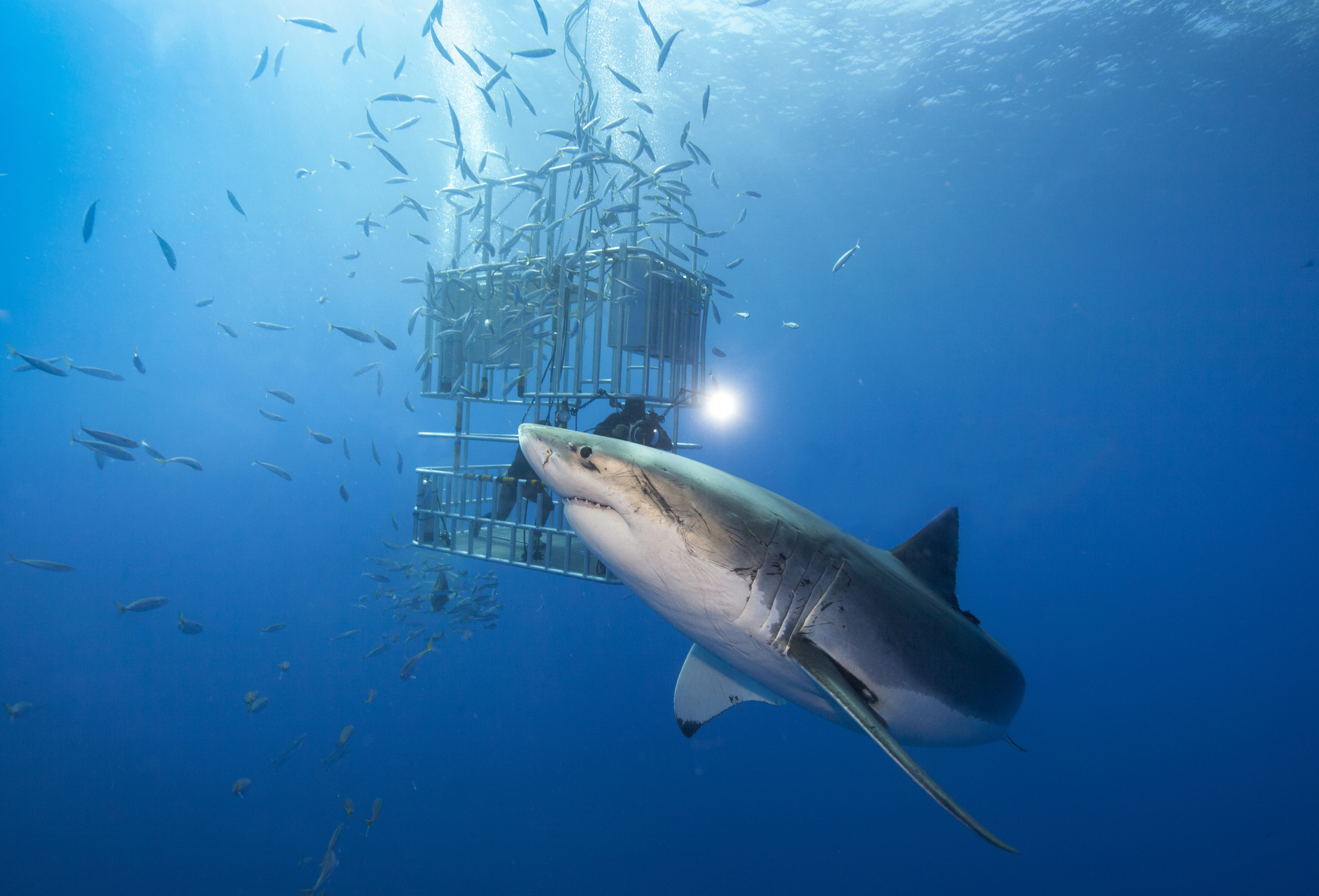 A diver inside a protective cage is observing a large great white shark swimming nearby in the ocean, surrounded by small fish