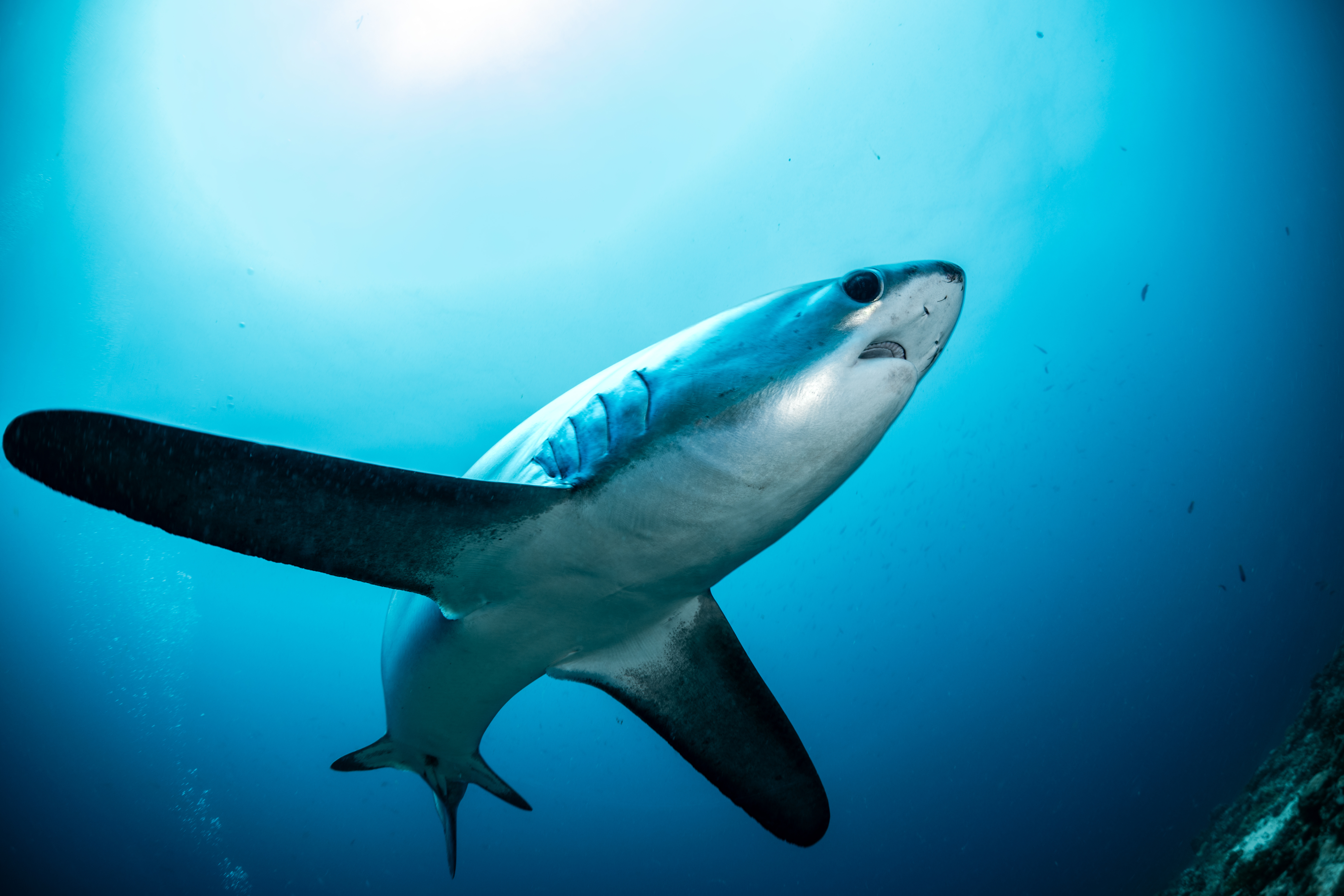A shark swims underwater with its fins extended, gliding smoothly through the ocean. Light filters down from the surface above
