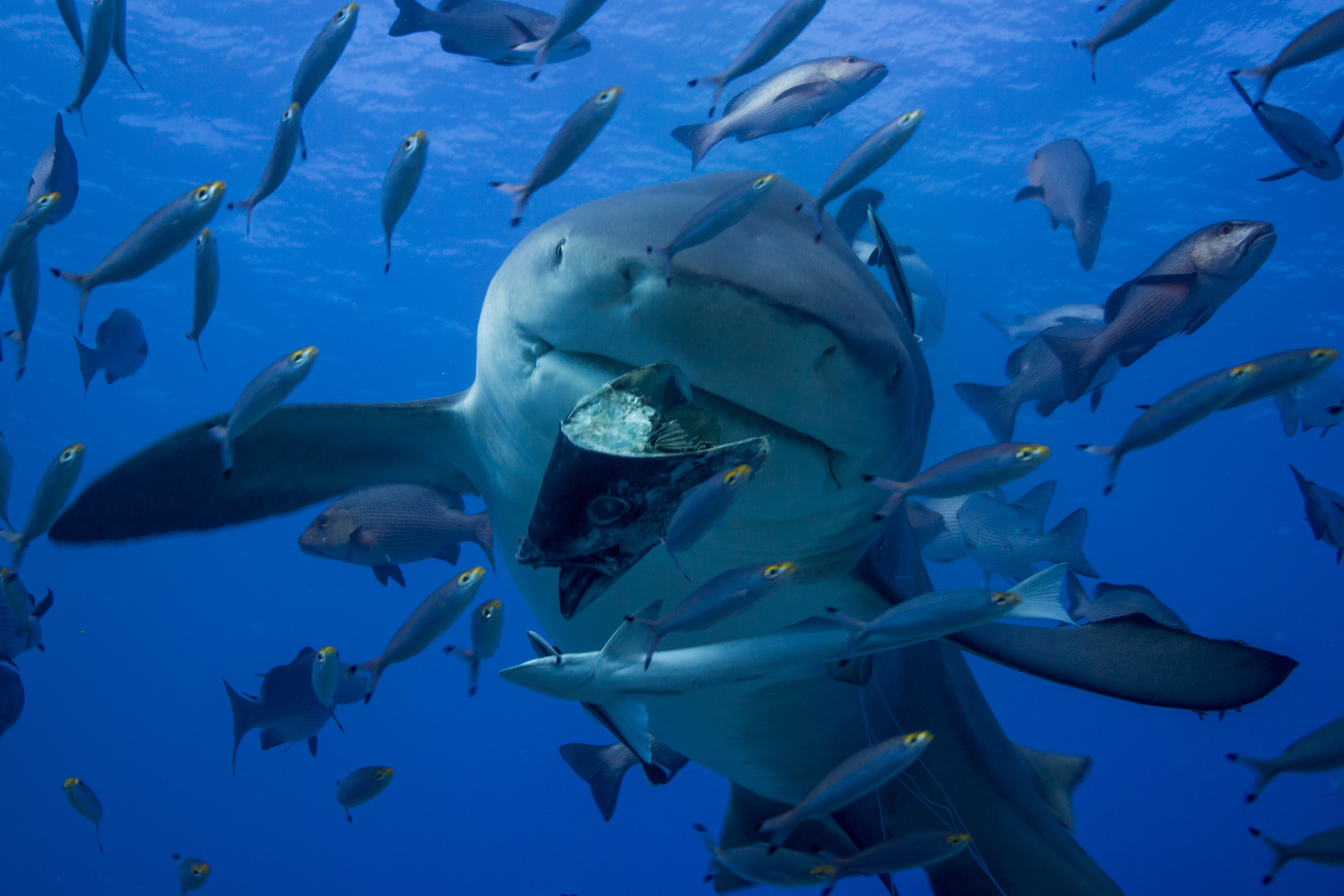 A large shark surrounded by numerous smaller fish underwater, with a fish caught in its mouth