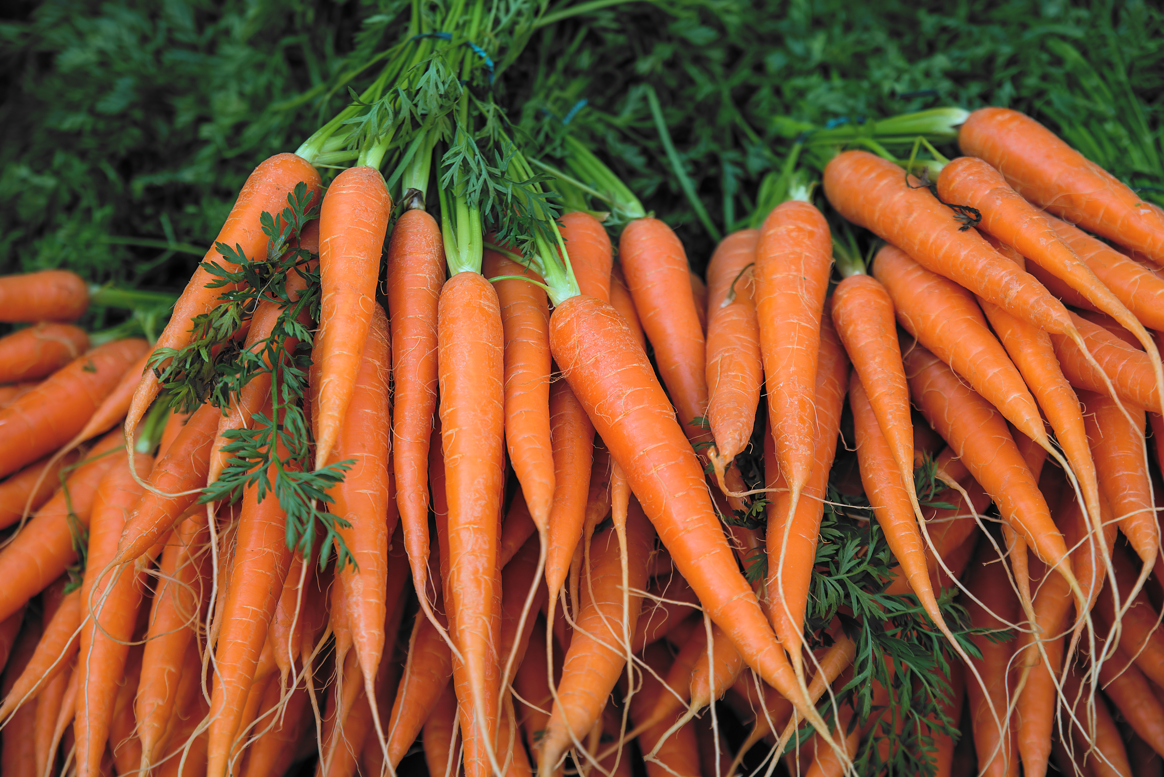 A pile of fresh, unpeeled carrots with their green tops still attached, laying on a market table