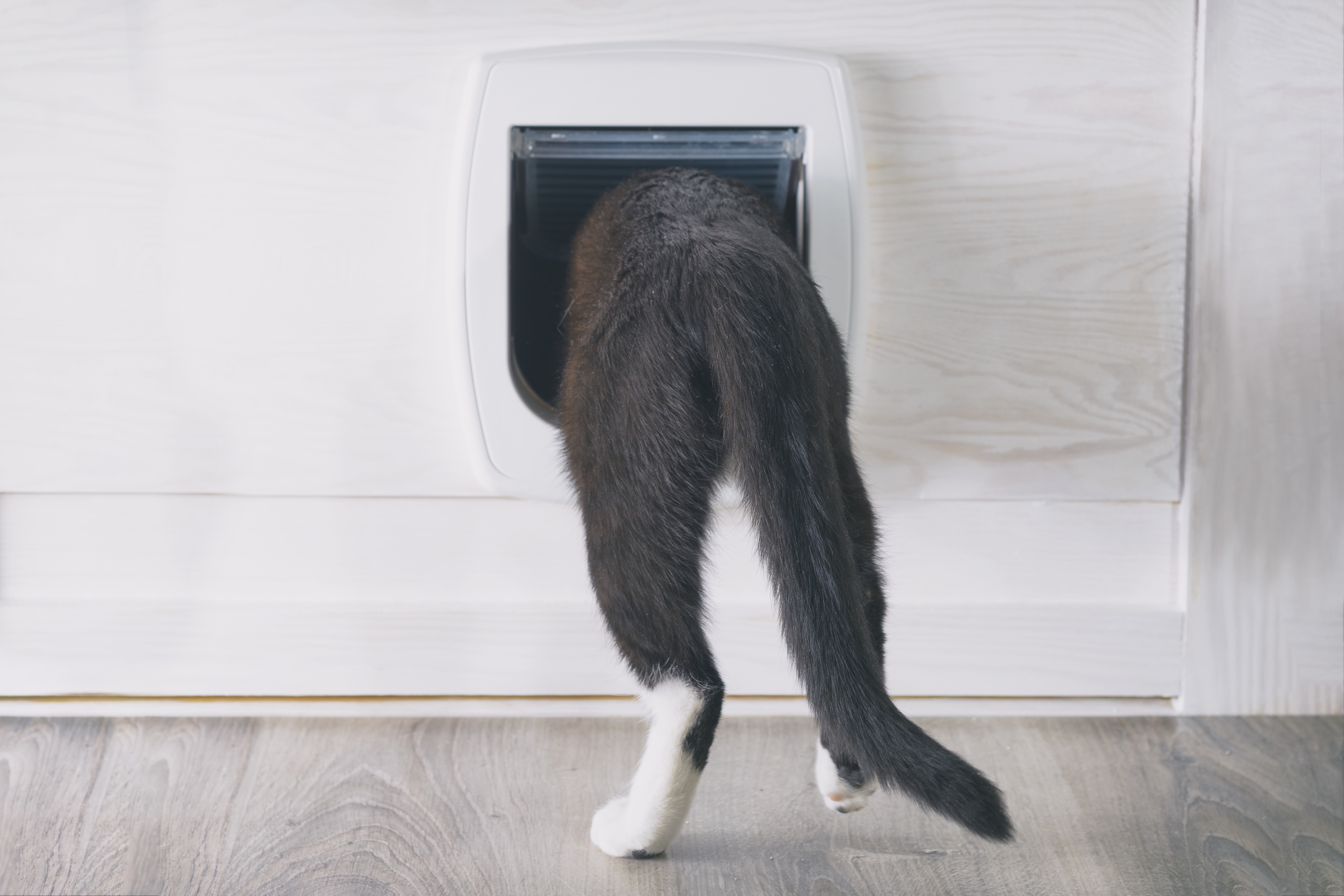 Cat entering a pet door with only its hind legs and tail visible