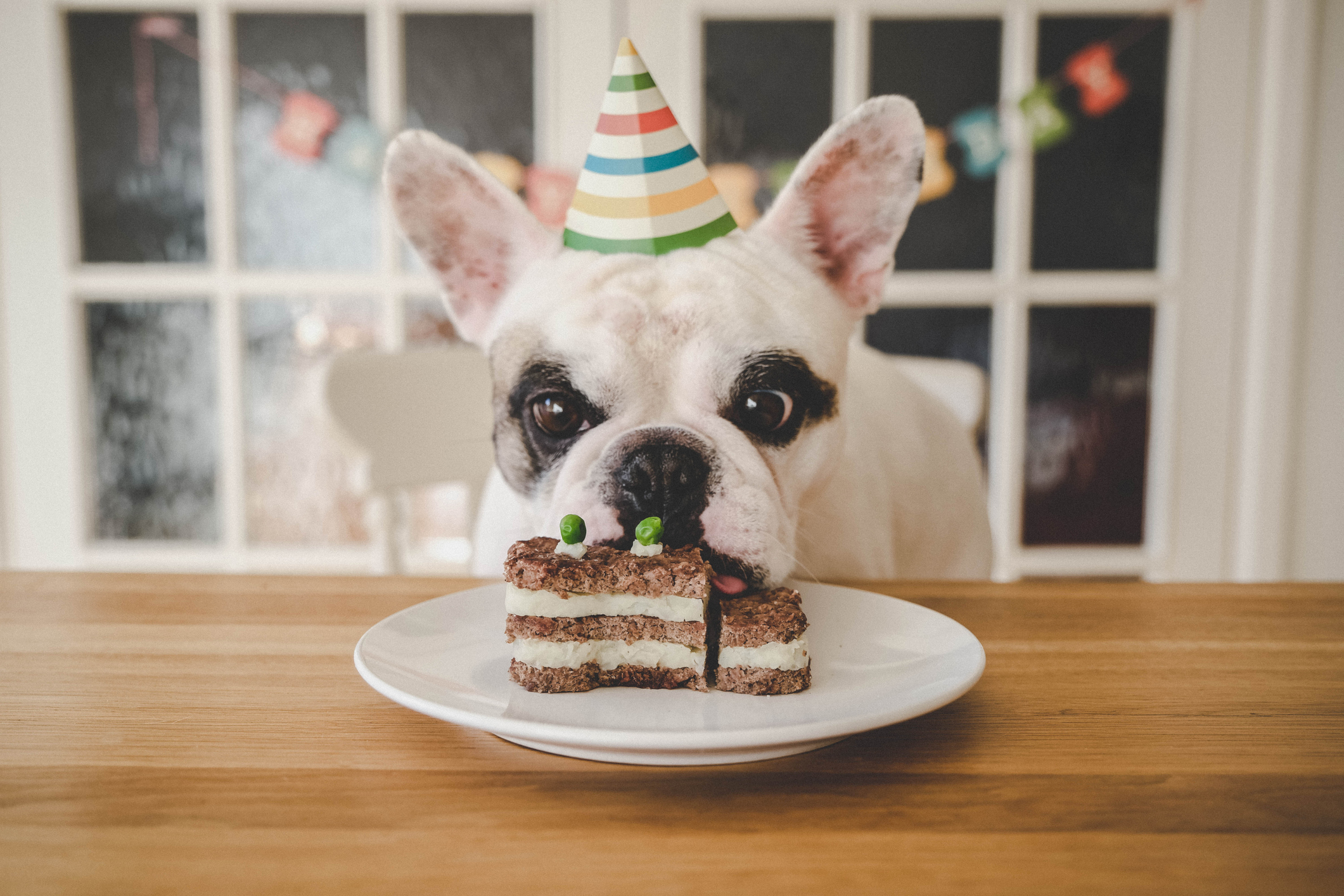 French bulldog wearing a party hat sits at a table, staring at a plate with a cake topped with peas. Birthday decorations are in the background