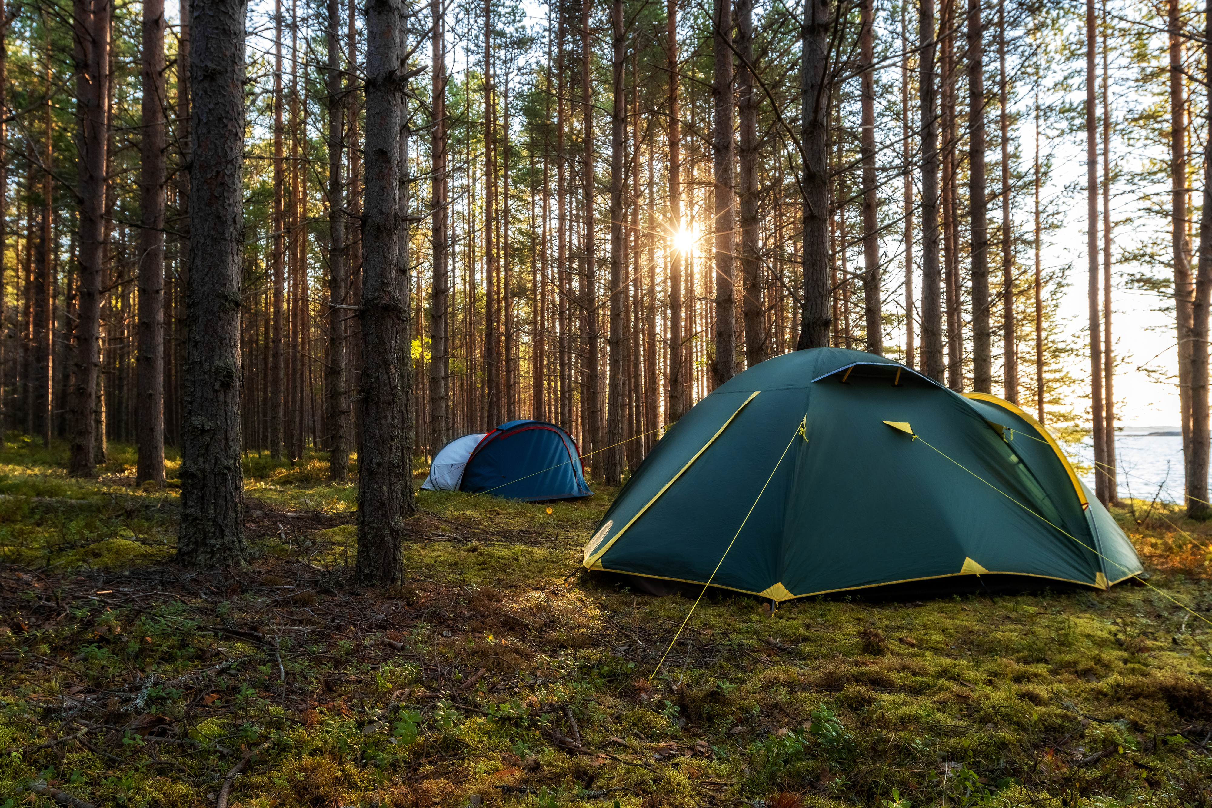 Two tents pitched in a forest under tall trees. Sunlight filters through the trees, suggesting early morning or late afternoon. No people present