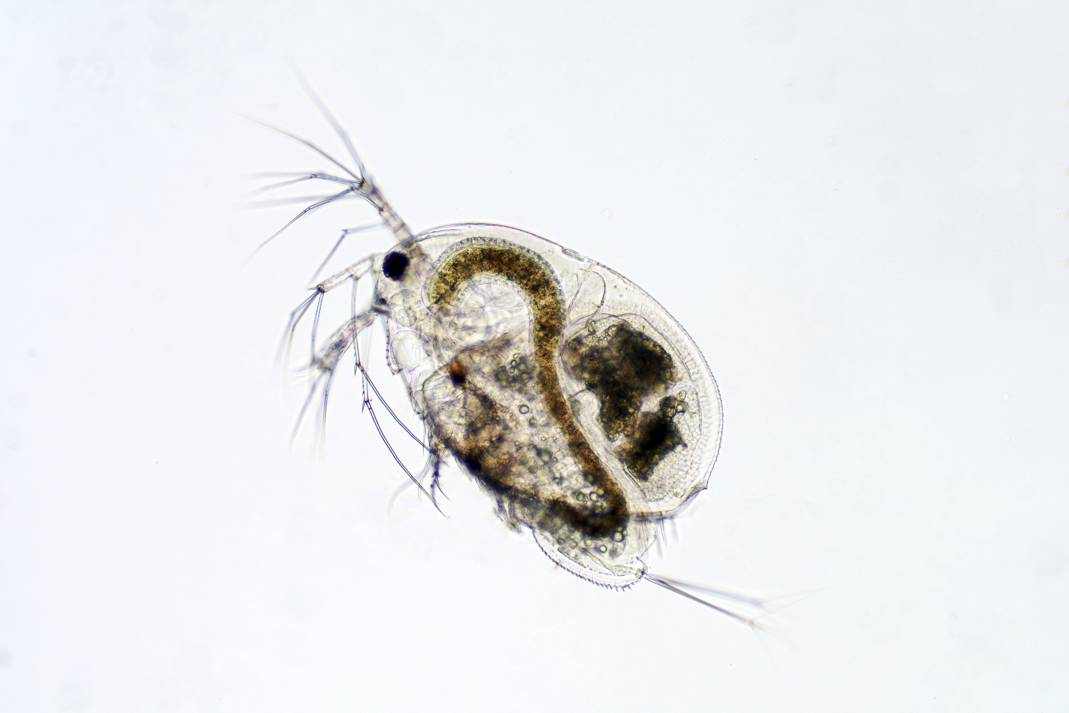 water flea(みじんこ) 再敗