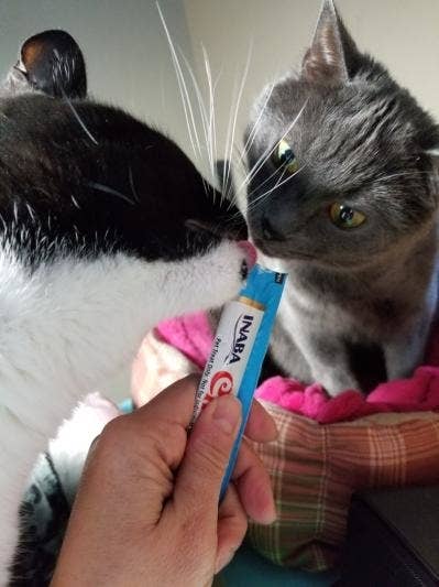 Two cats lick from a hand-held conduit of Inaba Churu feline treat. The feline connected the near is achromatic and white, portion the 1 connected the close is gray